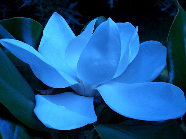 Cây Hoa Mộc Lan - Ý nghĩa và cách trồng giúp hoa nở đẹp - 8 - kythuatcanhtac.com