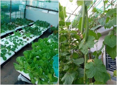Bầu bí 7 tháng, mẹ Sài Gòn vẫn còng lưng trồng rau sân thượng, thành quả ngoài mong đợi - 17 - kythuatcanhtac.com