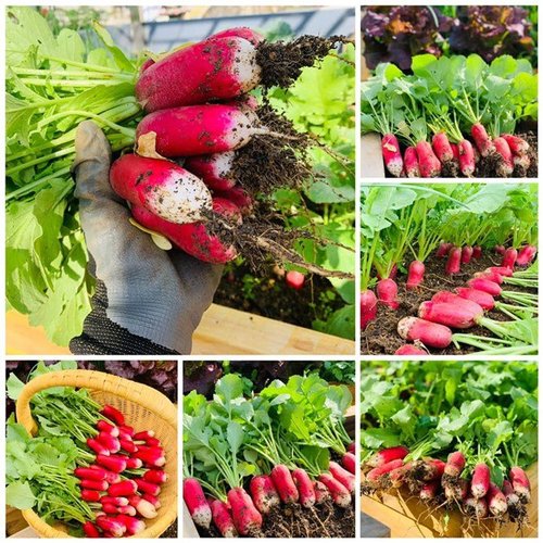 Mẹ Tây Bắc hé lộ cách làm sân thượng trồng cả trăm loại rau, hiếm khi phải ra chợ mua - 10 - kythuatcanhtac.com