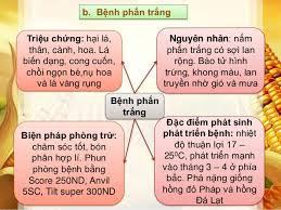 benh-phan-trang-5 - kythuatcanhtac.com