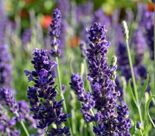 Sự tích hoa lavender - kythuatcanhtac.com