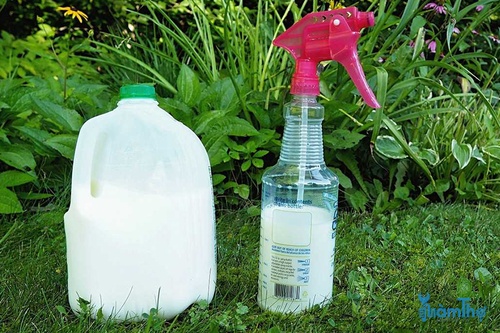 Pha loãng hỗn hợp với tỷ lệ 40 % sữa với 60% nước - kythuatcanhtac.com