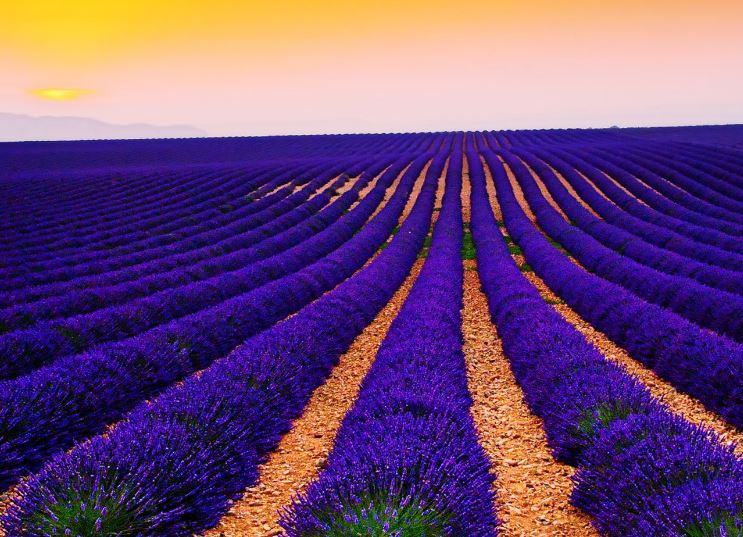 bộ ảnh hoa lavender đẹp làm hình nền máy tính - kythuatcanhtac.com