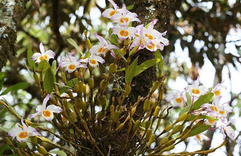 Hoa lan chuỗi ngọc - Loài hoa lan đẹp khiến người nhìn mê mẩn 17 - kythuatcanhtac.com