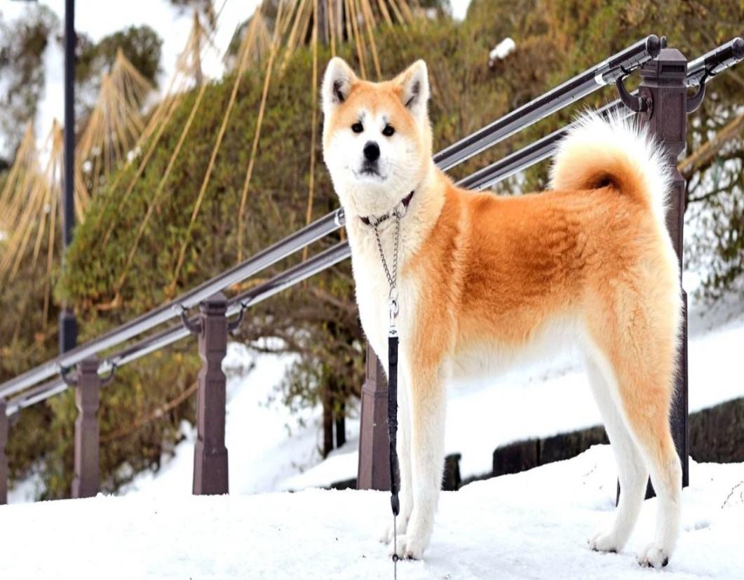 Chó akita - Nguồn gốc, đặc điểm và những lưu ý khi mua chó Akita 19 - kythuatcanhtac.com