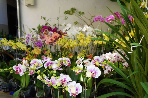 Những loại hoa Tết người Sài Gòn thường mua để mang lại tài lộc, may mắn cả năm - 10 - kythuatcanhtac.com