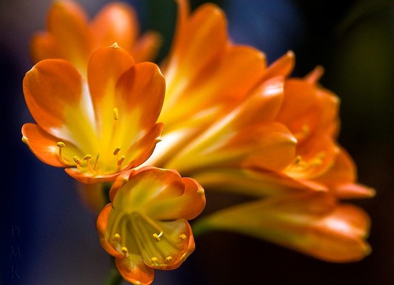 Hoa lan quân tử - Loại hoa có ý nghĩa phong thủy đem lại tài lộc và may mắn 17 - kythuatcanhtac.com