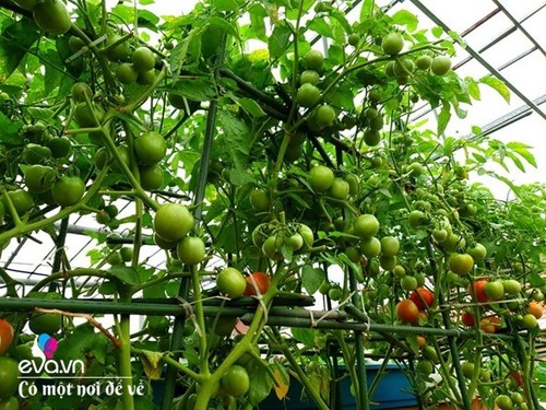 Mẹ Hưng Yên cẩu đất lên sân thượng trồng cà chua, vài tháng sau được cả vườn sai lúc lỉu - 11 - kythuatcanhtac.com