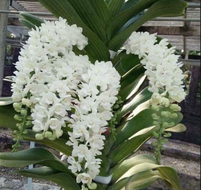 Hoa lan đại châu - Nguồn gốc, đặc điểm, cách trồng và chăm sóc hoa lan đại châu 16 - kythuatcanhtac.com