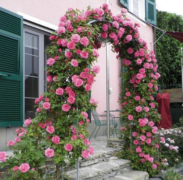 Cách trồng hoa hồng ME isaac pereire - kythuatcanhtac.com