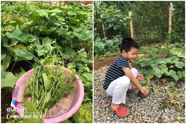 “Bỏ phố lên rừng”, vợ chồng 8X đến Mộc Châu dựng nhà sàn, trồng lúa nương trong vườn 5000m² - 13 - kythuatcanhtac.com