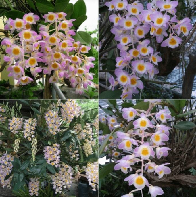 Hoa lan kiều- Cách trồng và chăm sóc hoa lan kiều đạt hiệu quả cao 19 - kythuatcanhtac.com