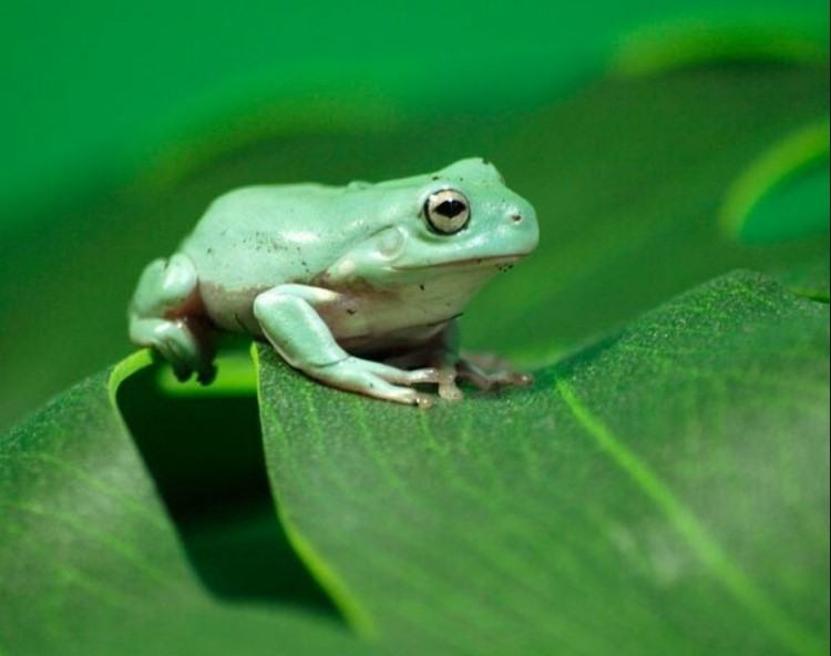 Những thông tin thú vị liên quan đến loài ếch 12 - kythuatcanhtac.com
