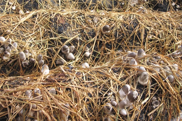 Thay bằng việc phải mua nấm rơm ở ngoài chợ, trồng nấm rơm tại nhà là xu hướng được nhiều người quan tâm - kythuatcanhtac.com