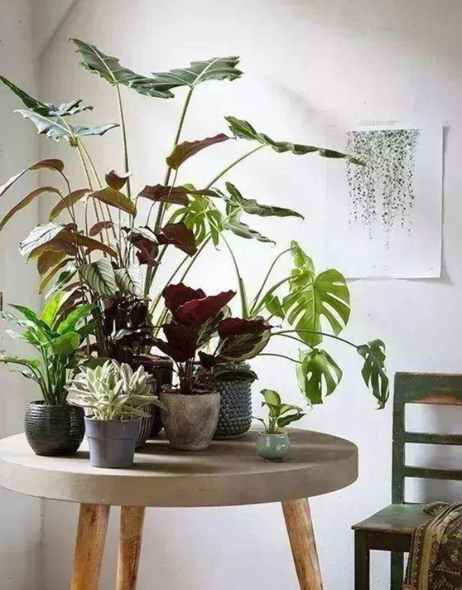 7 cách trồng cây cảnh tốt như rừng trong nhà phố chật chội - 6 - kythuatcanhtac.com
