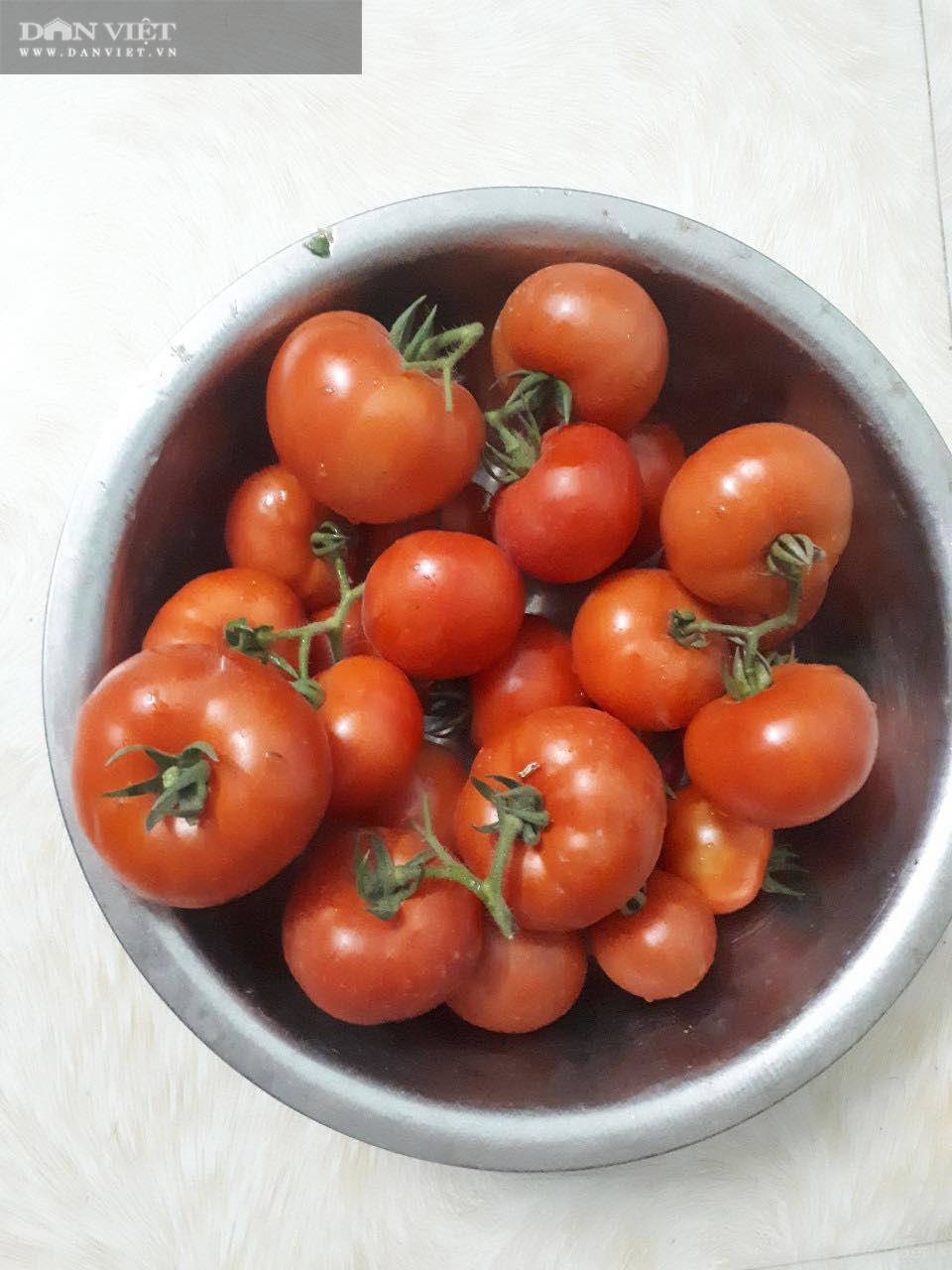 Mẹ đảm mách cách trồng cà chua trên ban công cho quả sai trĩu trịt - 5 - kythuatcanhtac.com