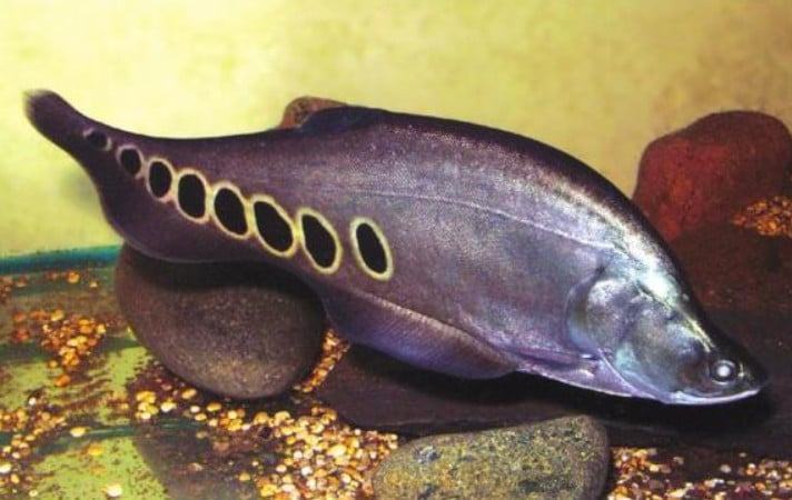 Cá Thác Lác - Đặc điểm sinh học của loại Cá Thác Lác 12 - kythuatcanhtac.com