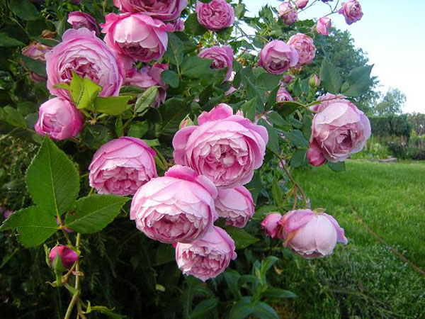 La-Reine-Victoria-rose-1a - kythuatcanhtac.com