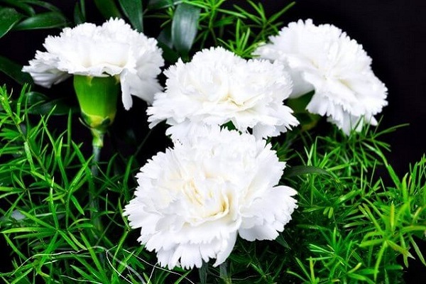 Hoa Cẩm Chướng: Đặc điểm, ý nghĩa và cách chăm sóc ra hoa đẹp - 3 - kythuatcanhtac.com