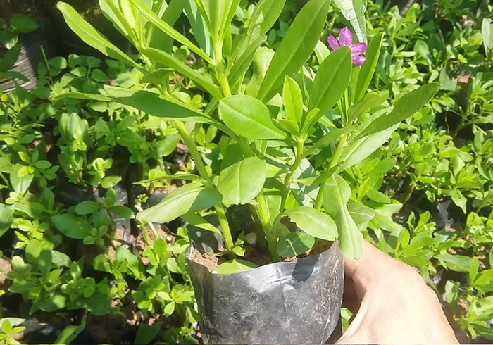 cây âm đất dễ trồng và dễ chăm sóc  - kythuatcanhtac.com