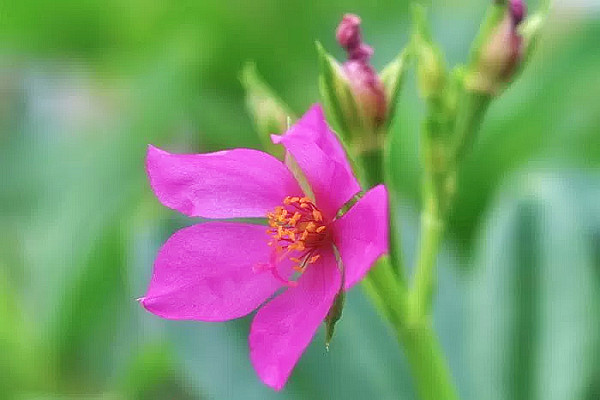 hoa sâm đất mang một vẻ đẹp mềm mại và đằm thắm  - kythuatcanhtac.com