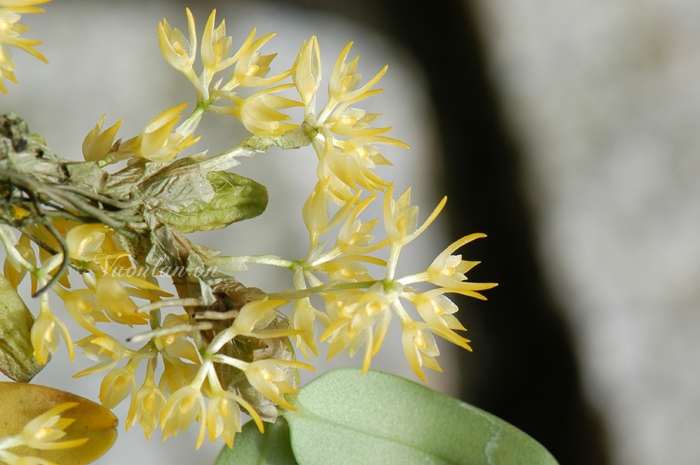 Bulbophyllum simondii - lan lọng si môn - kythuatcanhtac.com