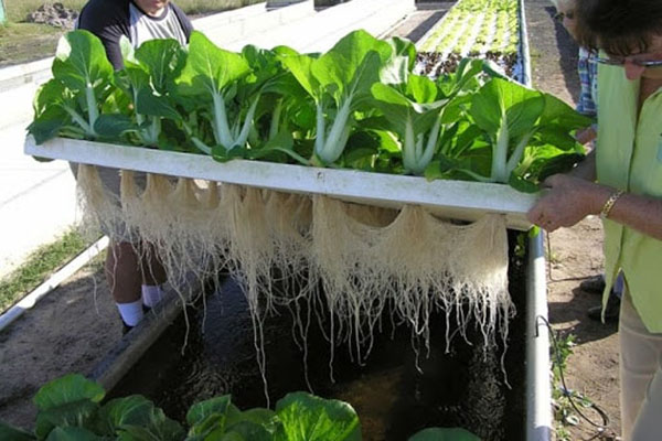 Cách trồng rau thủy canh trong thùng xốp - kythuatcanhtac.com