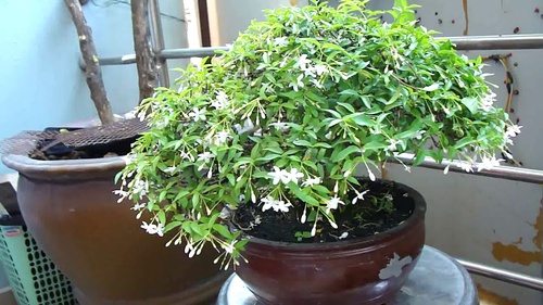 Cách kích thích cho cây mai chiếu thủy ra hoa đúng vào dịp tết - kythuatcanhtac.com