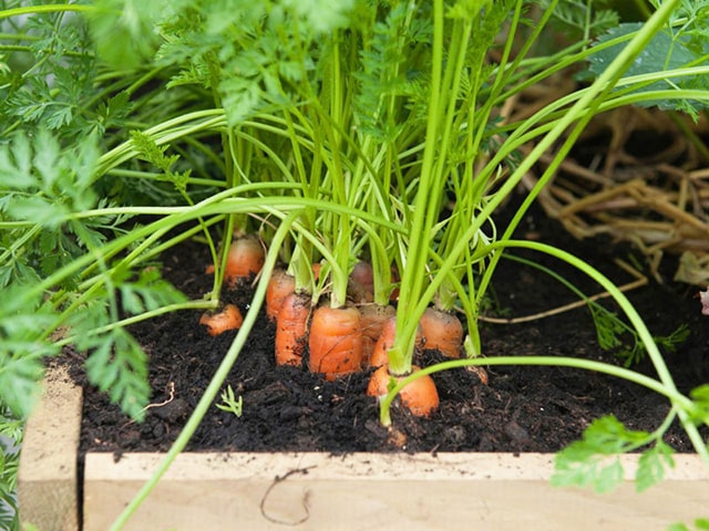 Cách trồng cà rốt trong thùng xốp - kythuatcanhtac.com
