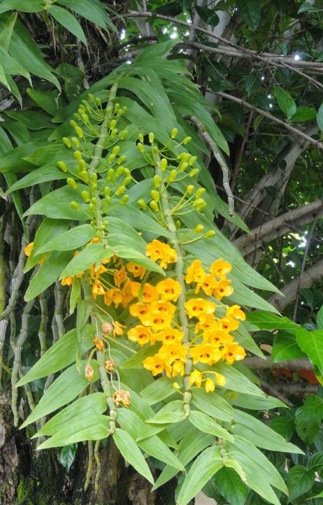 Hoa lan phi điệp vàng - Nguồn gốc, đặc điểm, cách trồng và chăm sóc hoa lan phi điệp vàng 12 - kythuatcanhtac.com