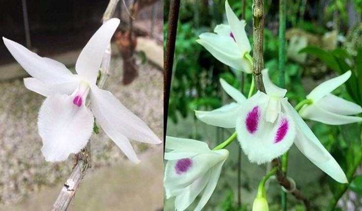 Hoa lan đột biến - Những loài hoa lan có vẻ đẹp độc và lạ 26 - kythuatcanhtac.com