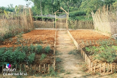 Cô gái 27 tuổi bỏ phố lên vùng sâu cất nhà 20m2, làm vườn, trồng hoa sống an yên - 8 - kythuatcanhtac.com