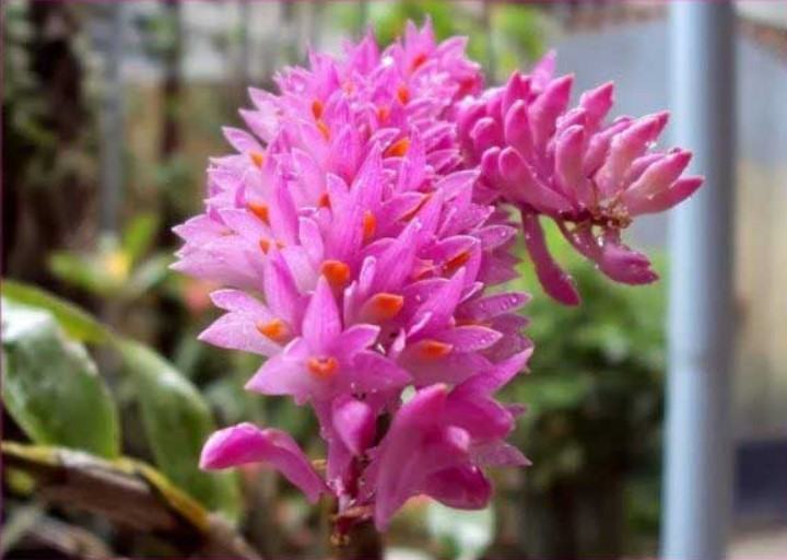 Hoa lan báo hỷ - Loài hoa có sắc đẹp rực rỡ và hương thơn cuốn hút 17 - kythuatcanhtac.com