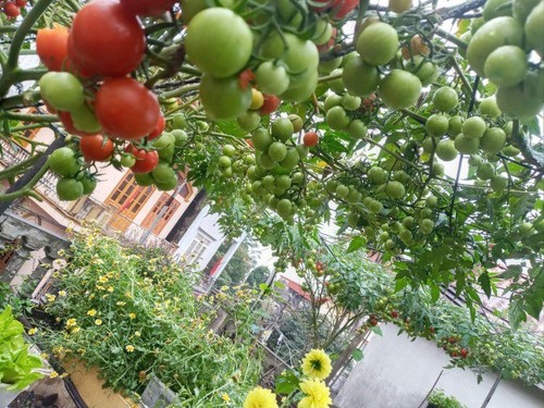 Mẹ Hải Phòng làm ròng rọc tời đất lên sân thượng trồng cà chua, quả kết từng chùm trĩu giàn - 15 - kythuatcanhtac.com