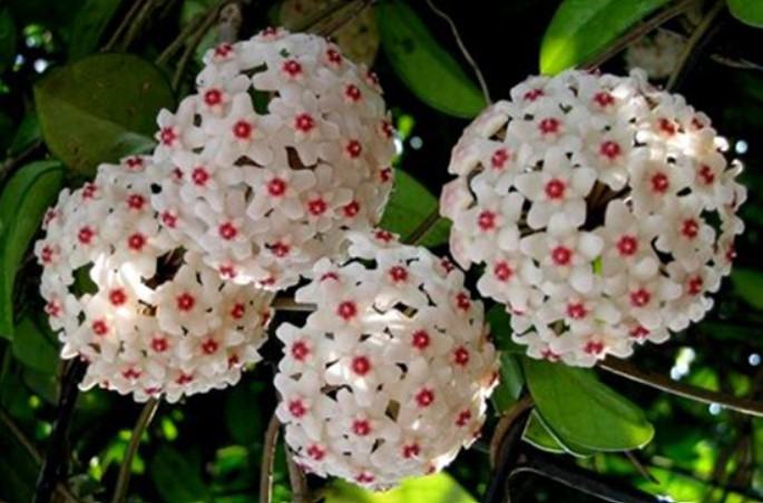 Hoa lan cẩm cù - Nguồn gốc, đặc điểm, cách trồng và chăm sóc hoa lan cẩm cù 15 - kythuatcanhtac.com