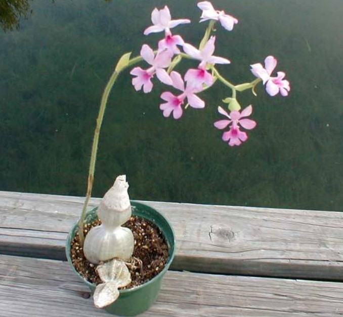 Hoa lan bầu rượu - Nguồn gốc, đặc điểm, cách trồng và chăm sóc hoa lan bầu rượu 15 - kythuatcanhtac.com