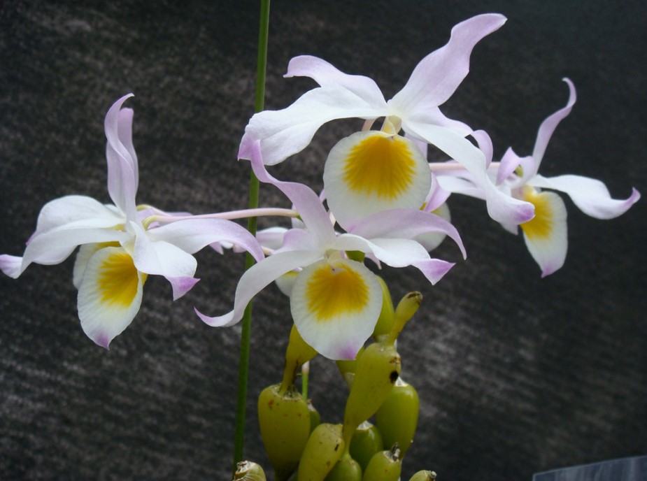 Hoa lan chuỗi ngọc - Loài hoa lan đẹp khiến người nhìn mê mẩn 19 - kythuatcanhtac.com