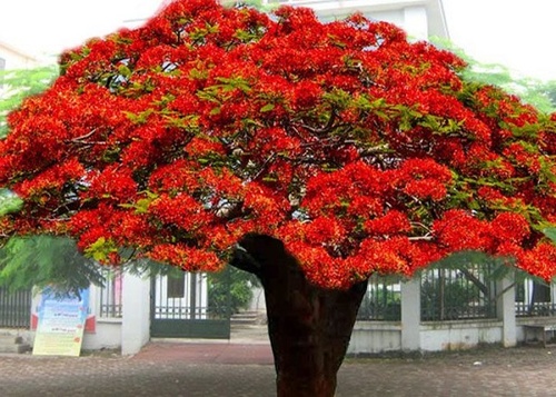 Cây Phượng Vĩ - Đặc điểm, cách trồng và ý nghĩa loài cây hoa của mùa hè - 1 - kythuatcanhtac.com