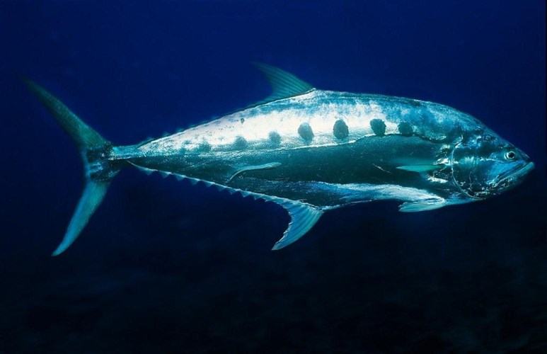 Đặc điểm môi trường sống của cá bè - kythuatcanhtac.com