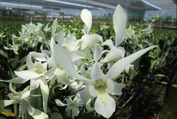 Hoa lan dendro - Loại hoa đẹp và phù hợp với mọi không gian 15 - kythuatcanhtac.com