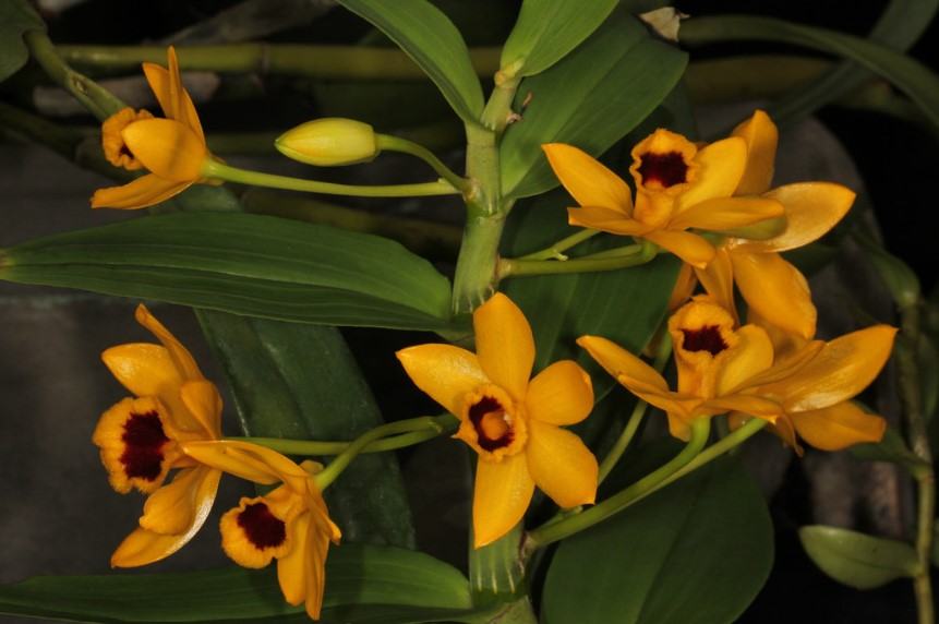 Hoa lan trầm vàng - Loài hoa có hương thơm dịu dàng và quyến rũ 18 - kythuatcanhtac.com