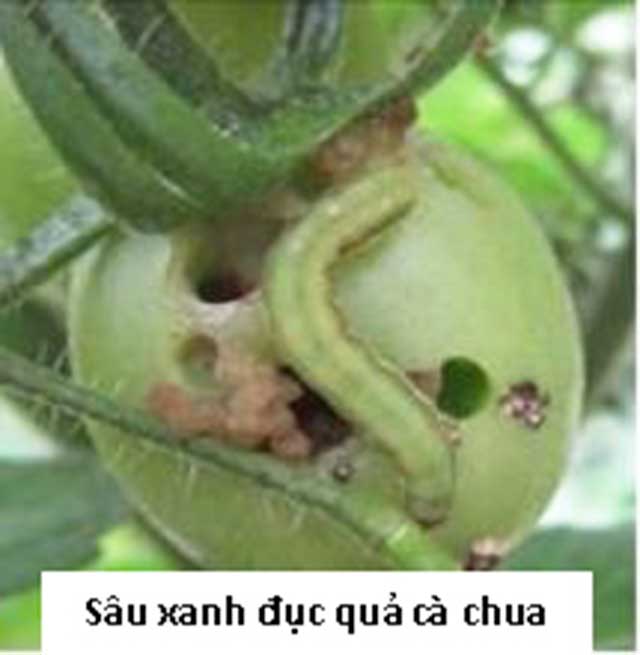 Sâu xanh hại quả cà chua - kythuatcanhtac.com