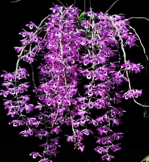Hoa lan kèn - Nguồn gốc, đặc điểm, cách trồng và chăm sóc hoa lan kèn 21 - kythuatcanhtac.com