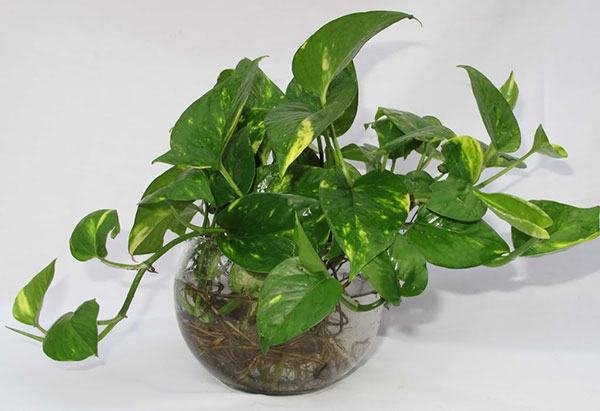 Cây trầu bà trồng trong nhà – Cây nội thất lọc không khí 6 - kythuatcanhtac.com