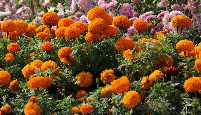 7 loại hoa phong thủy mang tài lộc, phúc khí trong năm Tân Sửu 2021 - 5 - kythuatcanhtac.com
