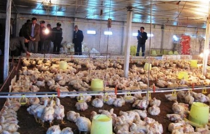 Kỹ thuật chăm sóc và nuôi dưỡng gà công nghiệp - kythuatcanhtac.com