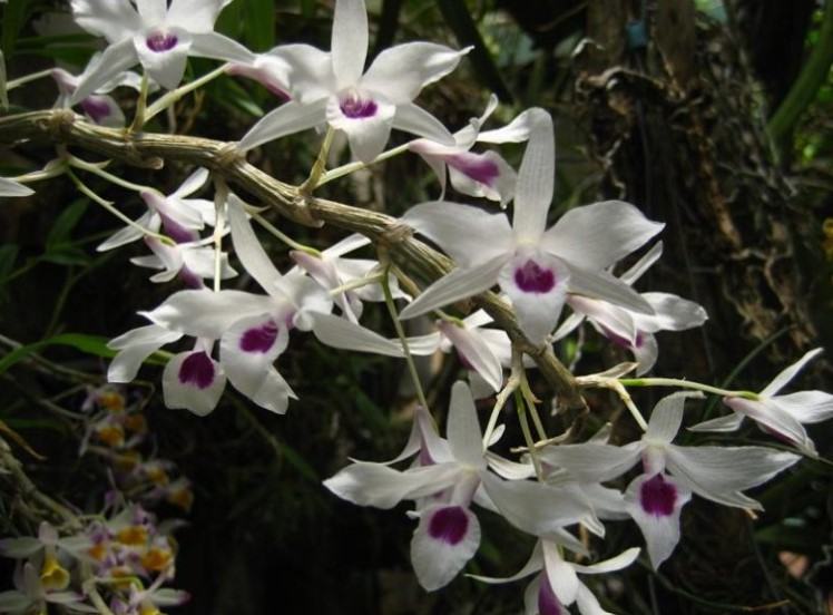 Hoa lan ý ngọc - Nguồn gốc, đặc điểm, cách trồng và chăm sóc hoa lan ý ngọc 23 - kythuatcanhtac.com