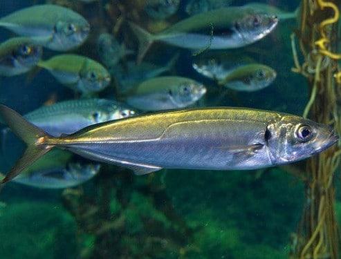Cá Sòng - Đặc điểm sinh học của Cá Sòng 6 - kythuatcanhtac.com