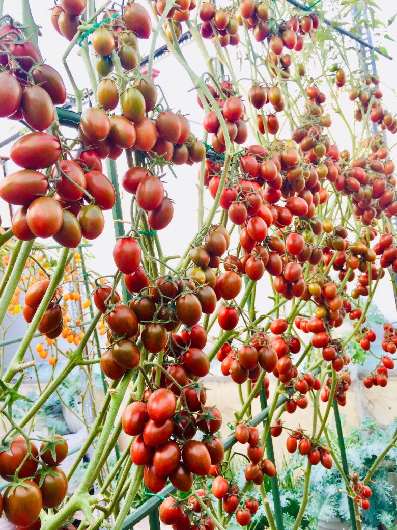 Mẹ đảm Sài Gòn chia sẻ bí quyết trồng cà chua sai trĩu quả, thu hoạch 100kg mỗi vụ - 11 - kythuatcanhtac.com