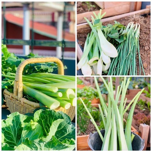 Mẹ Tây Bắc hé lộ cách làm sân thượng trồng cả trăm loại rau, hiếm khi phải ra chợ mua - 20 - kythuatcanhtac.com